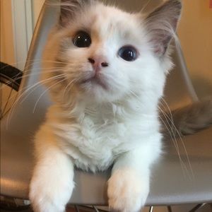 Meet your Posher, Stella